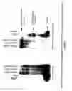 Fig. 41 - MODIFIED POLYNUCLEOTIDES FOR USE IN RNA INTERFERENCE