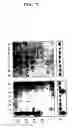 Fig. 11 - Beta secretase polypeptides