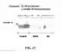 Fig. 13 - Formulations for mediating inflammatory bowel disorders
