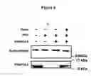 Fig. 10 - Agents for preventing and treating disorders involving modulation of the RyR receptors