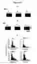 Fig. 20 - Agents for preventing and treating disorders involving modulation of the RyR receptors