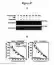 Fig. 24 - Agents for preventing and treating disorders involving modulation of the RyR receptors