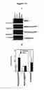 Fig. 26 - Agents for preventing and treating disorders involving modulation of the RyR receptors
