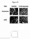 Fig. 30 - Agents for preventing and treating disorders involving modulation of the RyR receptors