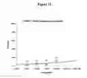 Fig. 40 - Agents for preventing and treating disorders involving modulation of the RyR receptors