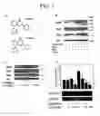 Fig. 02 - Methods for suppressing an immune response or treating a proliferative disorder