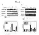 Fig. 04 - Methods for suppressing an immune response or treating a proliferative disorder