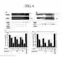 Fig. 05 - Methods for suppressing an immune response or treating a proliferative disorder