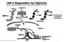 Fig. 01 - Activation of hypoxia-inducible gene expression