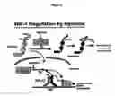 Fig. 02 - Activation of hypoxia-inducible gene expression