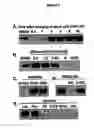 Fig. 05 - Activation of hypoxia-inducible gene expression