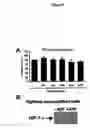 Fig. 09 - Activation of hypoxia-inducible gene expression