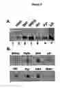 Fig. 10 - Activation of hypoxia-inducible gene expression
