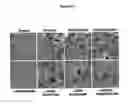 Fig. 11 - Activation of hypoxia-inducible gene expression