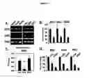 Fig. 12 - Activation of hypoxia-inducible gene expression