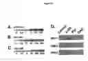 Fig. 13 - Activation of hypoxia-inducible gene expression