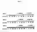 Fig. 15 - Activation of hypoxia-inducible gene expression