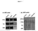 Fig. 16 - Activation of hypoxia-inducible gene expression