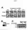 Fig. 17 - Activation of hypoxia-inducible gene expression