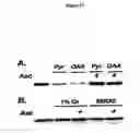 Fig. 18 - Activation of hypoxia-inducible gene expression