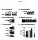 Fig. 19 - Activation of hypoxia-inducible gene expression