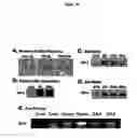 Fig. 21 - Activation of hypoxia-inducible gene expression