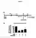 Fig. 22 - Activation of hypoxia-inducible gene expression