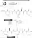 Fig. 38 - Method for preparing polyfunctionalized peptides and/or proteins via native chemical ligation
