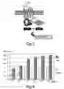 Fig. 03 - Electromagnetic field stimulator device for anatomic biophysical chondroprotection