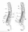 Fig. 06 - Device for aligning a human or animal vertebral column