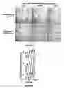 Fig. 04 - Methods and apparatus for conversion of eukaryotic cells by application of electric and magnetic fields