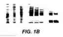 Fig. 03 - Sperm factor oscillogenin