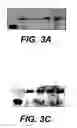 Fig. 06 - Sperm factor oscillogenin