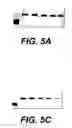 Fig. 10 - Sperm factor oscillogenin