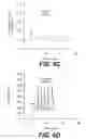 Fig. 14 - Sperm factor oscillogenin