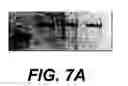 Fig. 15 - Sperm factor oscillogenin