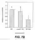 Fig. 16 - Sperm factor oscillogenin