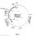 Fig. 02 - Transgenic expression constructs for vegetative plant tissue specific expression of nucleic acids