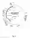 Fig. 03 - Transgenic expression constructs for vegetative plant tissue specific expression of nucleic acids