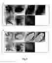 Fig. 04 - Transgenic expression constructs for vegetative plant tissue specific expression of nucleic acids