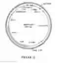 Fig. 11 - Methods for controlling gibberellin levels