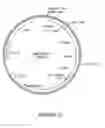 Fig. 24 - Methods for controlling gibberellin levels
