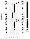 Fig. 12 - UNIFIED SYSTEM AND METHOD FOR ANIMAL BEHAVIOR CHARACTERIZATION IN HOME CAGES USING VIDEO ANALYSIS