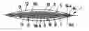 Fig. 01 - Filtering Unit Having A Calendered Layer For Removing Leukocytes