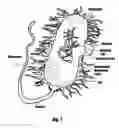 Fig. 06 - Method and apparatus for sterilizing intraluminal and percutaneous access sites