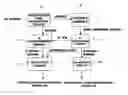 Fig. 01 - Horizontal and vertical synchronization signal generating circuit