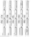 Fig. 16 - Multi-function peripheral apparatus for processing unified job steps