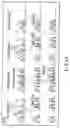 Fig. 23 - Nonvolatile semiconductor memory device capable of controlling proximity effect due to coupling between adjacent charge storage layers