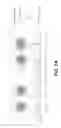 Fig. 14 - Memory having a layer with electrical conductivity anisotropy