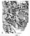 Fig. 02 - Diagnostic scanning microscope for information-enriched qualitative histopathology